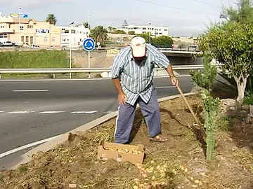 Una huerta en mitad de una rotonda Una huerta en mitad de una rotonda