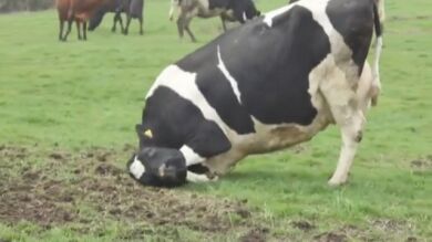 La felicidad de las vacas está en el campo