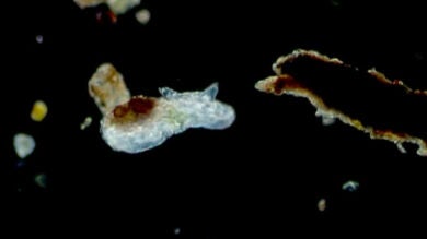 Lo pequeño e invisible se convierte en un espectáculo gigante