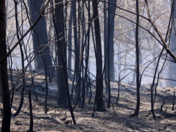 Incendio en las Fragas do Eume Incendio en las Fragas do Eume