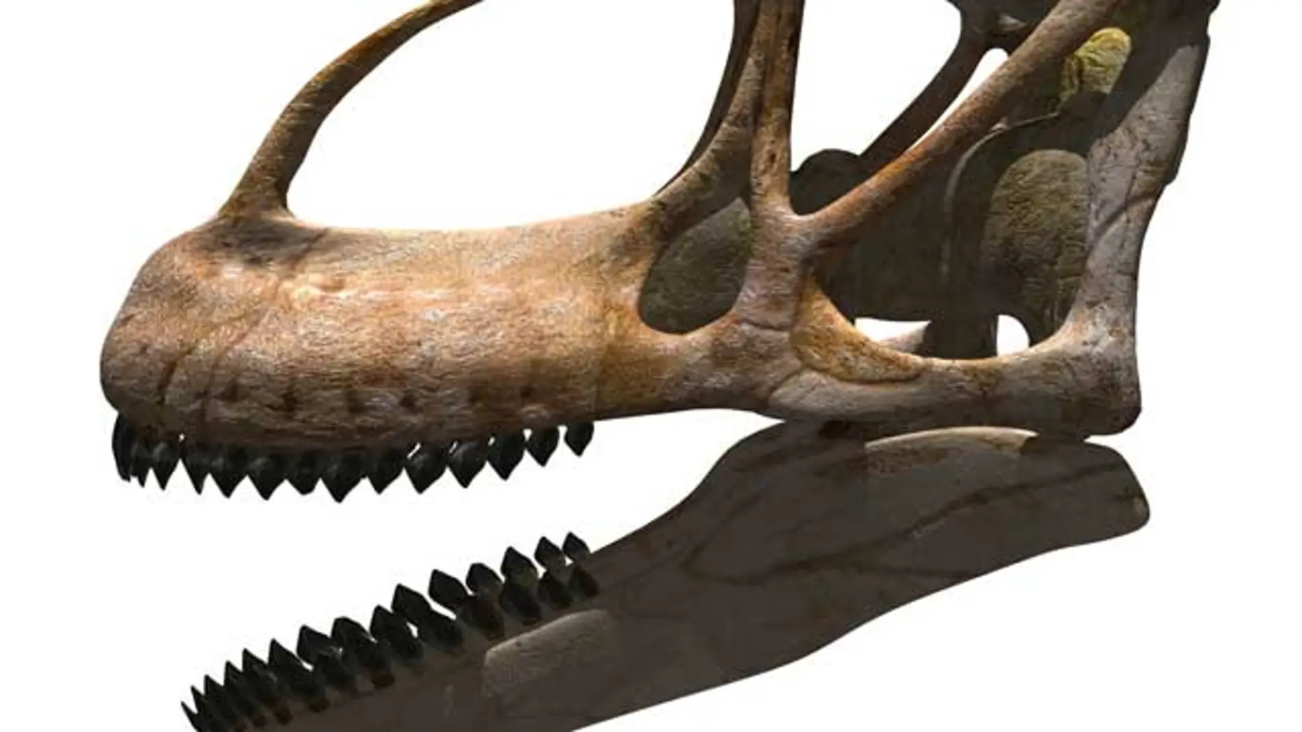 Presentan el cráneo del `Gigante Europeo´ Presentan el cráneo del `Gigante Europeo´