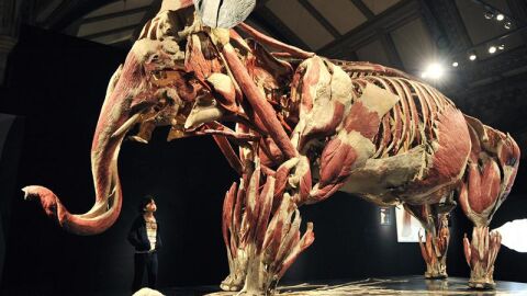 Elefante