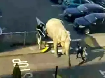Un elefante se escapa de un circo Irlandés y se pasea por el centro de la ciudad Un elefante se escapa de un circo Irlandés y se pasea por el centro de la ciudad