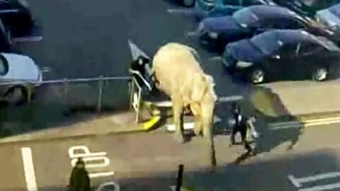 Un elefante se escapa de un circo Irland&eacute;s y se pasea por el centro de la ciudad