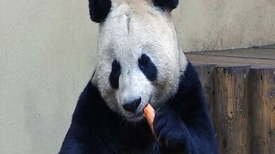 Un nido de amor para dos pandas