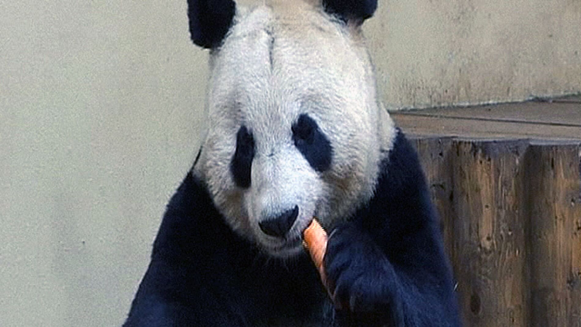 Nido de amor para dos pandas