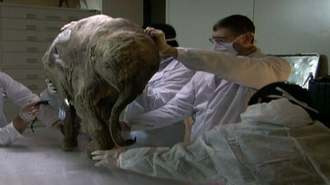 Restos de un f&oacute;sil de mamut