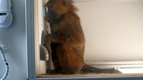 Los babuinos saben leer