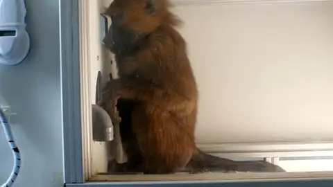 Los babuinos saben leer Los babuinos saben leer