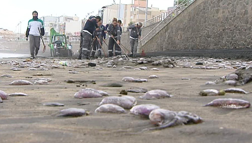 Plaga de medusas en las playas de Gran Canaria