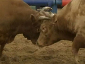 Pelea de toros