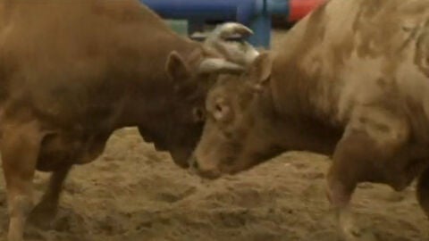 Pelea de toros