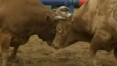 Pelea de toros Pelea de toros