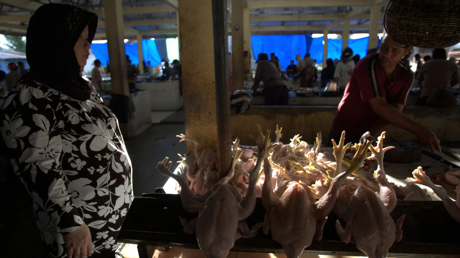 Gripe aviar Gripe aviar