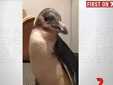 Dirk, el pingüino robado Dirk, el pingüino robado