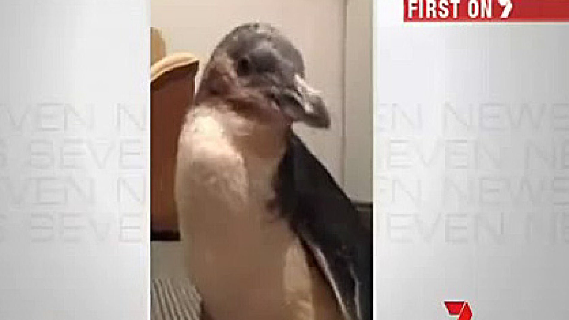 Dirk, el pingüino robado