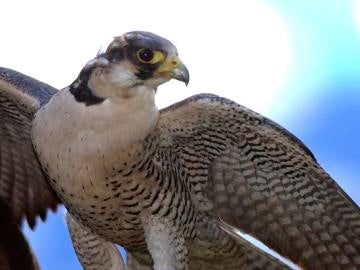 Halcón peregrino