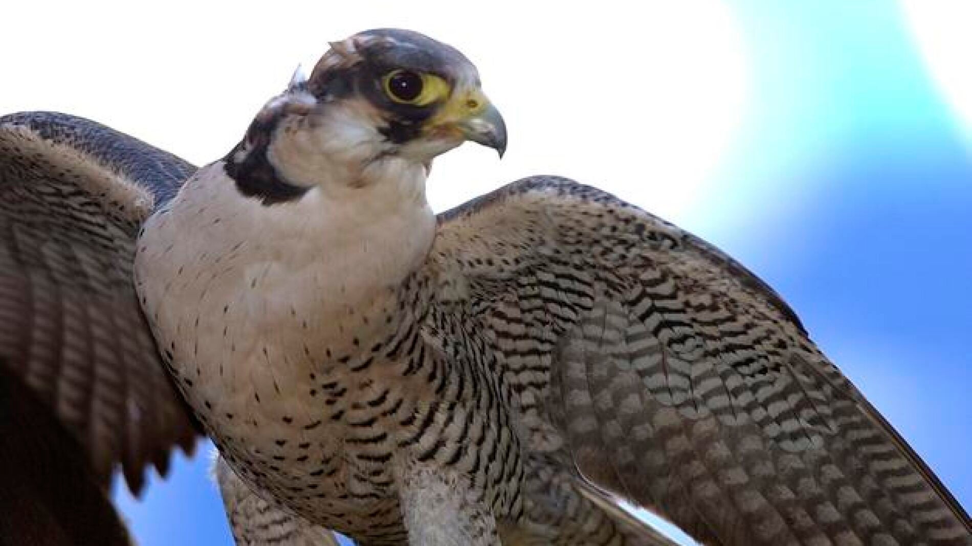 Halc&oacute;n peregrino