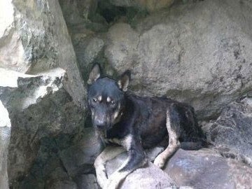 perro emparedado en La Gomera