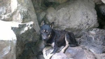 perro emparedado en La Gomera