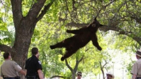 Ca&iacute;da del oso del &aacute;rbol