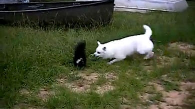 El perro contra la mofeta