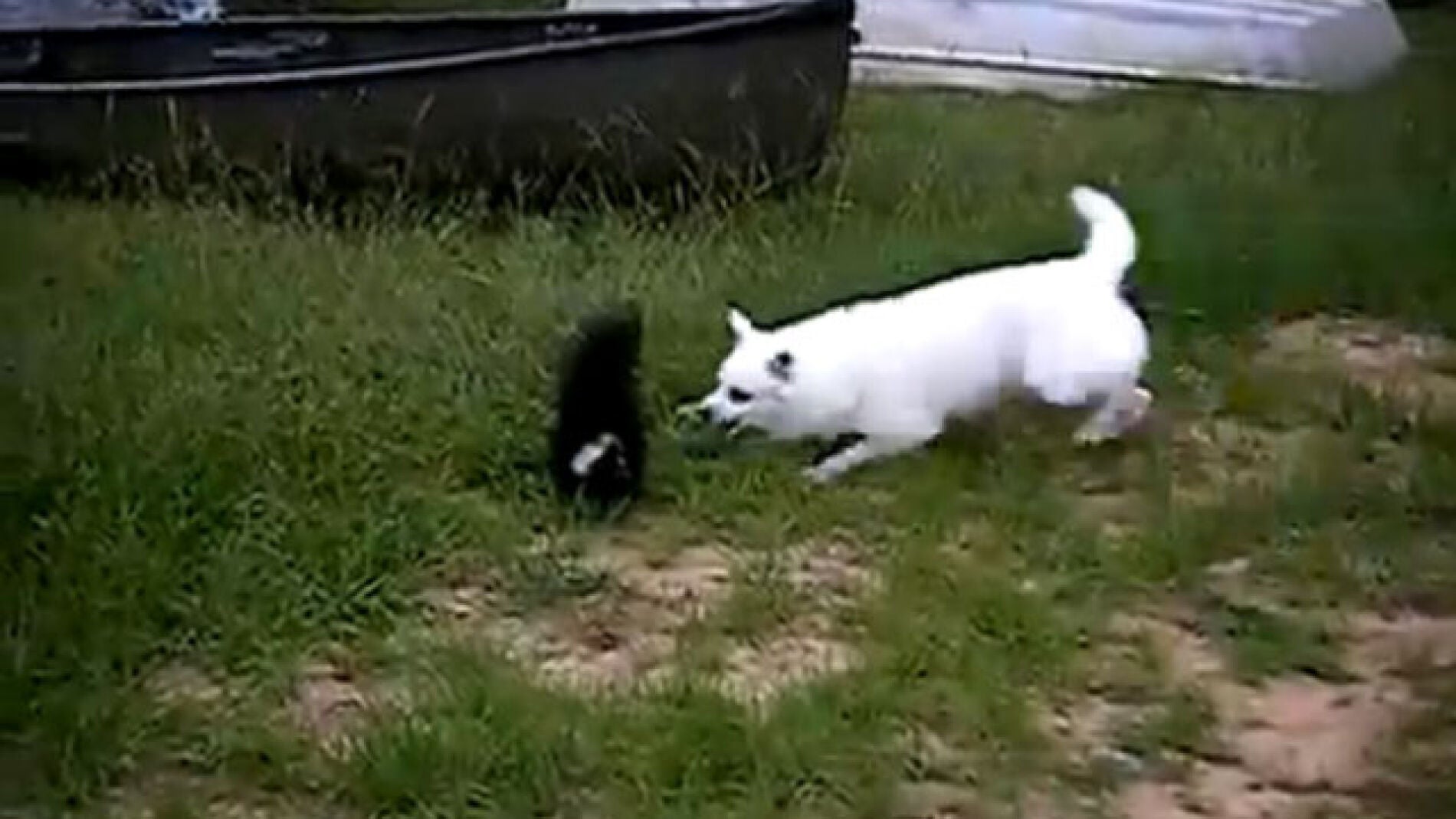 Un perro contra una ardilla