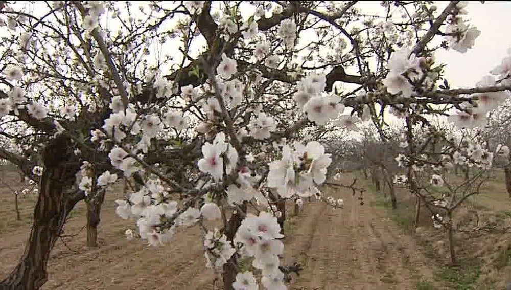 Cerezos en flor