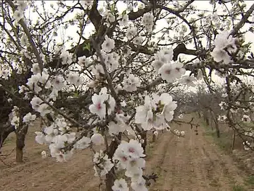 Cerezos en flor Cerezos en flor