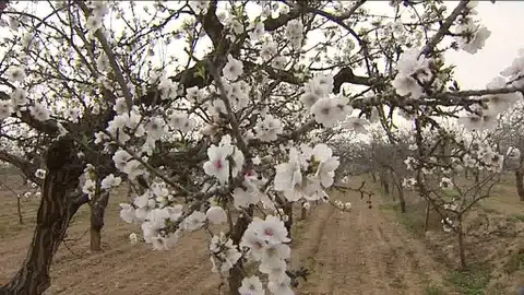 Cerezos en flor Cerezos en flor