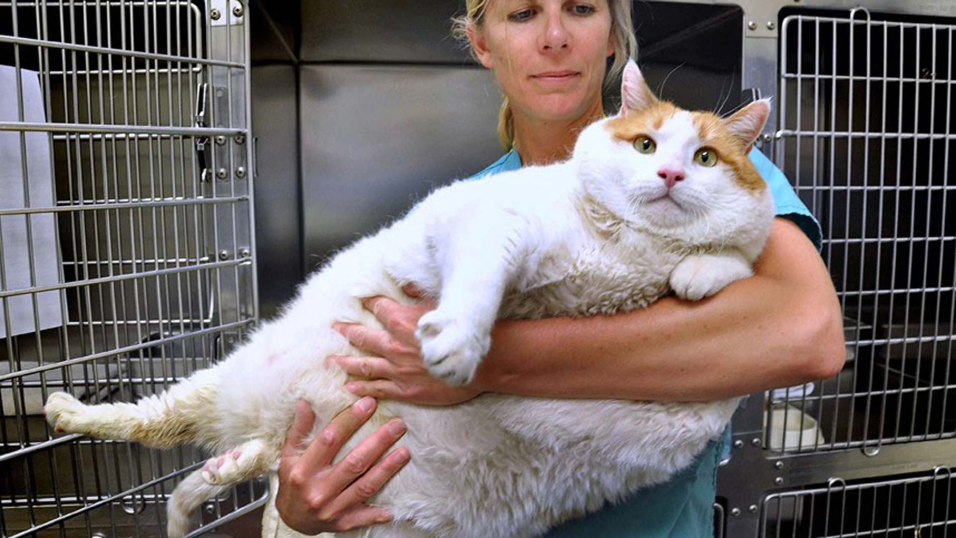 Meow en el estado en el que llegó al refugio