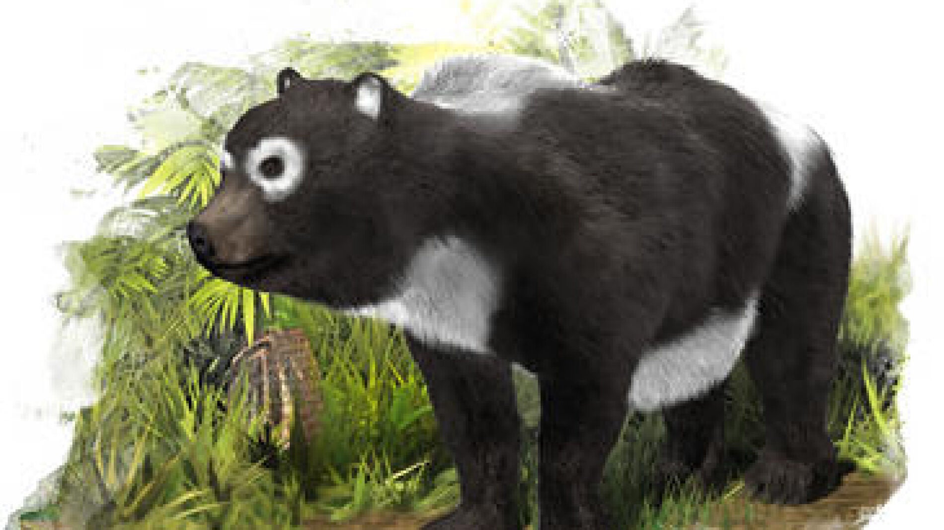 'Agriarctos beatrix'