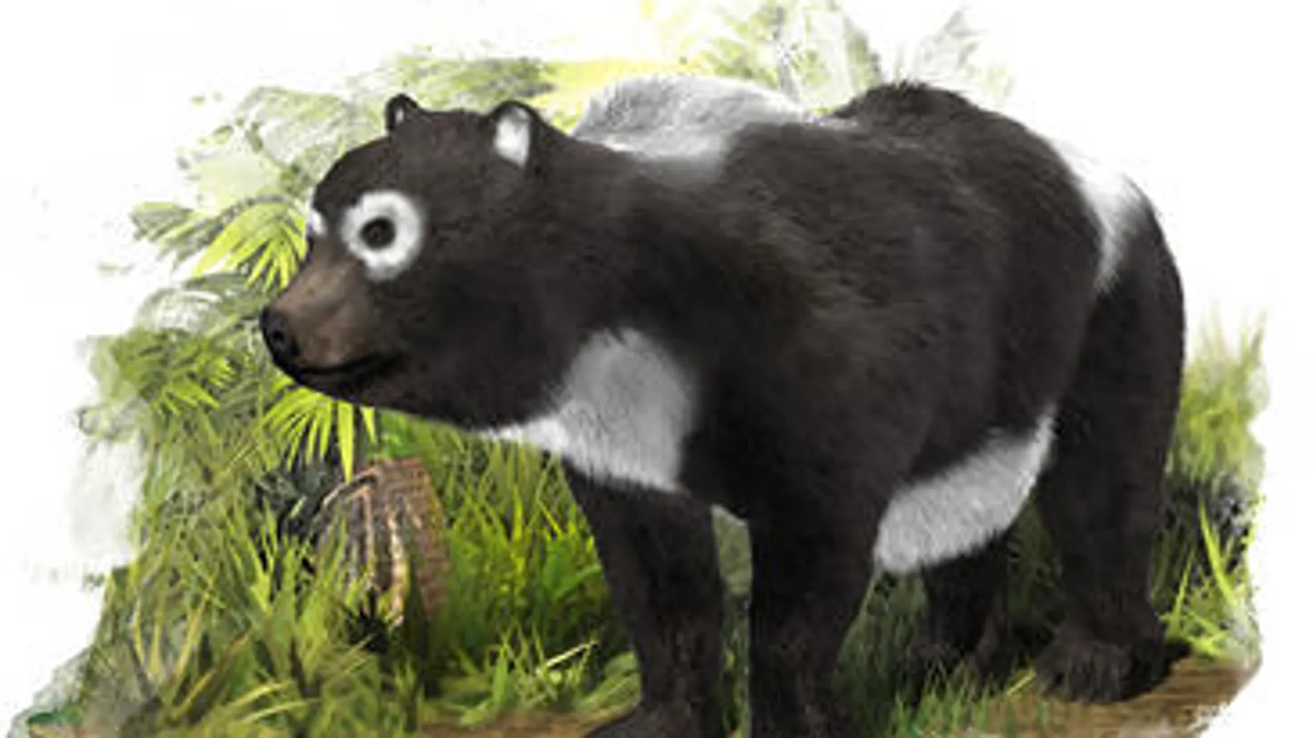 'Agriarctos beatrix' 'Agriarctos beatrix'