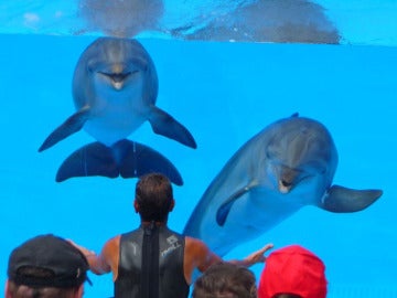Dos delfines en el espectáculo de un acuario