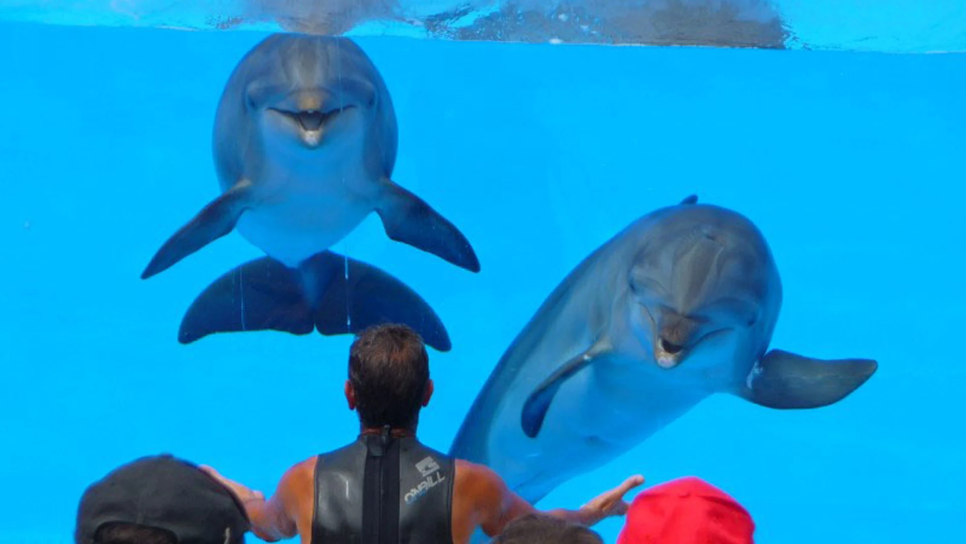 Dos delfines en el espectáculo de un acuario