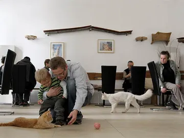 Café Neko, un café para gatos Café Neko, un café para gatos