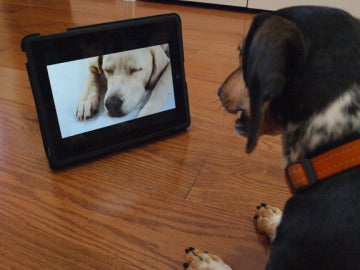 Dog TV, primer canal para perros