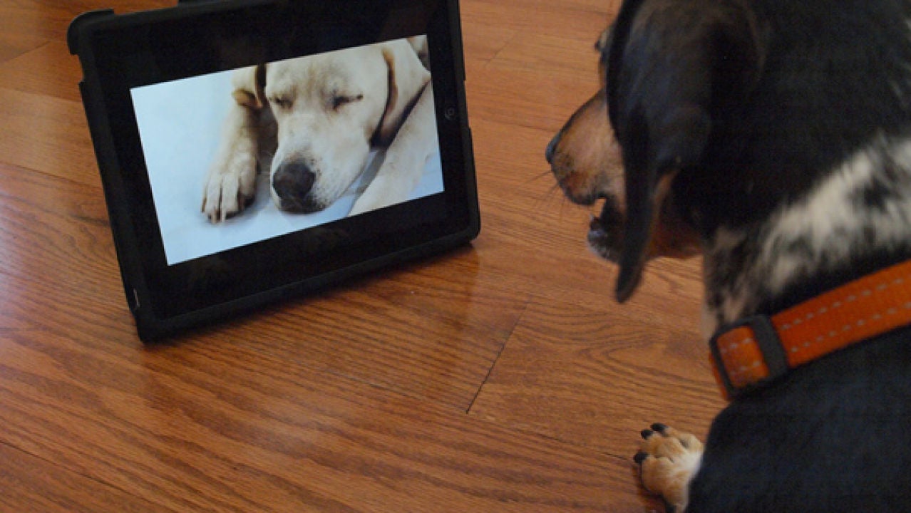 Dog TV, el primer canal de televisión para perros