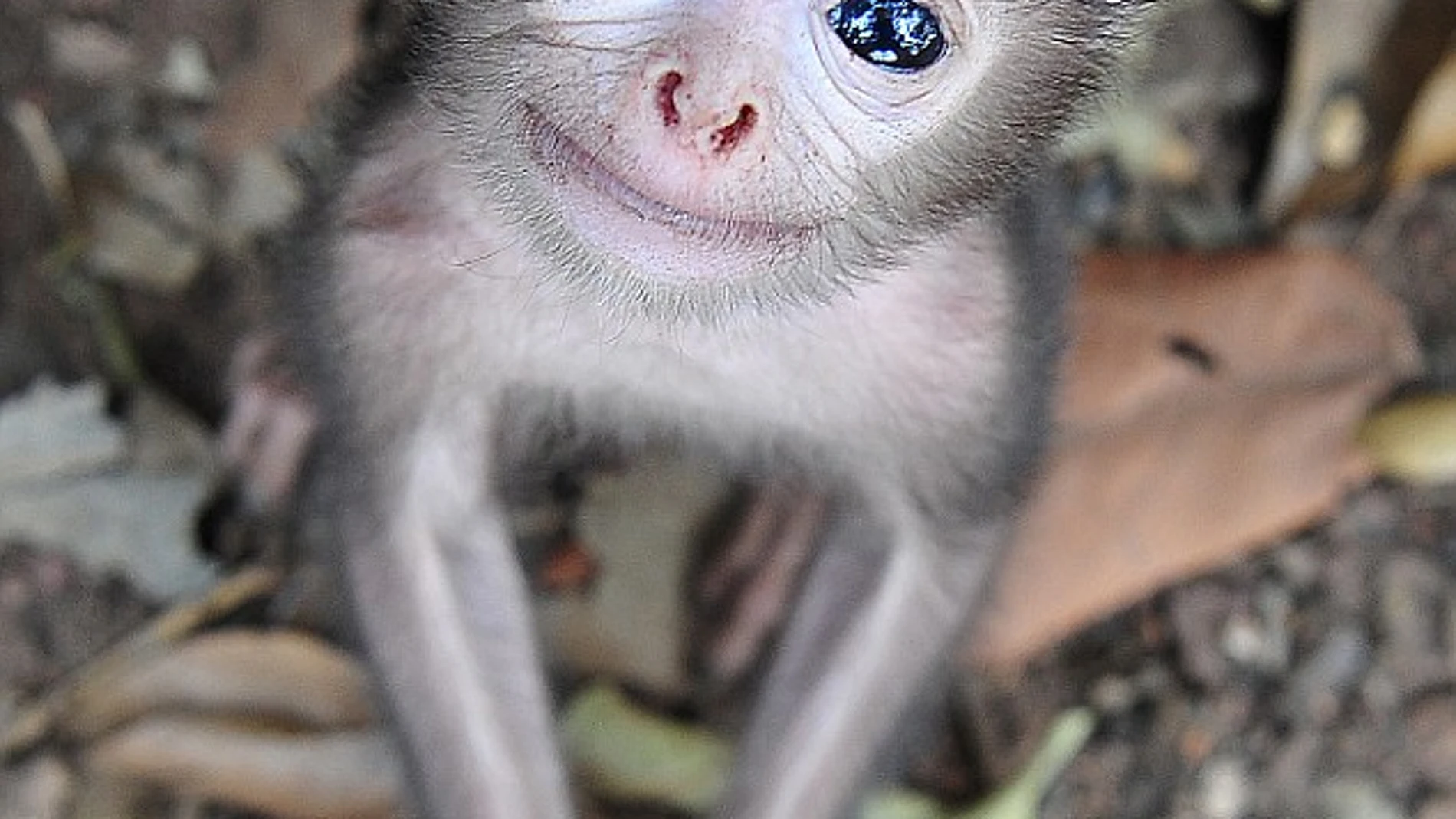 Pequeño langur gris Pequeño langur gris