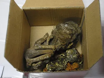 Los cuerpos estaban cubiertos de oro Los cuerpos estaban cubiertos de oro