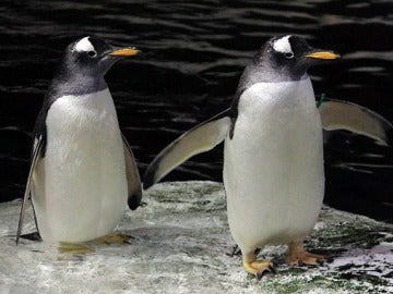 Dos pingüinos del Zoo de Madrid