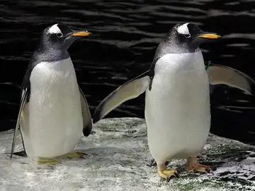 Dos pingüinos del Zoo de Madrid Dos pingüinos del Zoo de Madrid