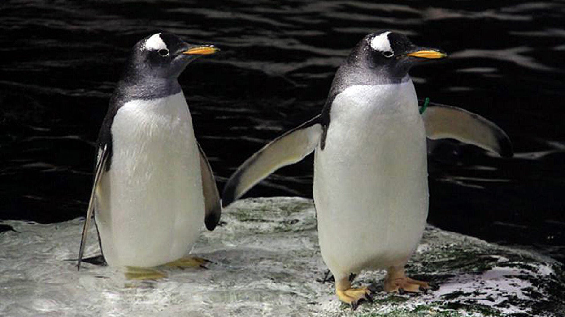 Dos ping&uuml;inos del Zoo de Madrid