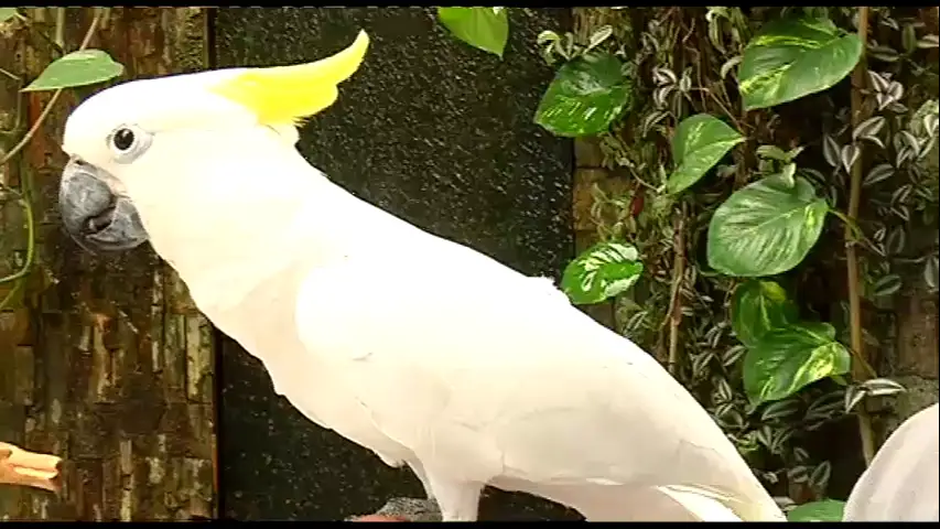 Cacatúas Cacatúas