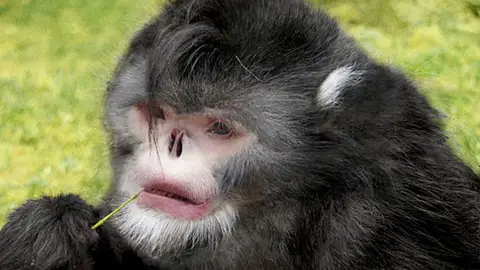 El mono birmano que estornuda El mono birmano que estornuda