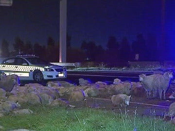 Accidente de un camión de ganado en Australia Accidente de un camión de ganado en Australia