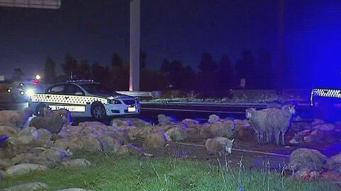 Accidente de un cami&oacute;n de ganado en Australia