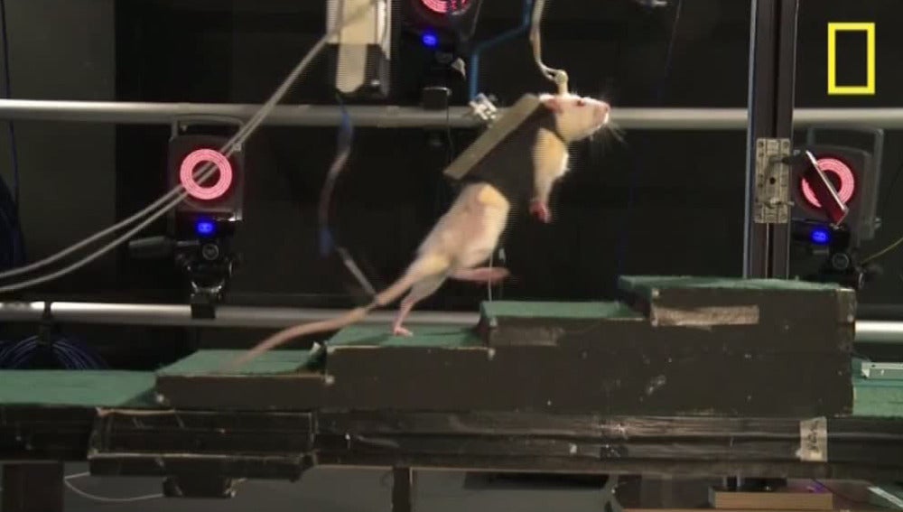 Experimento en ratas