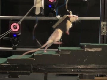 Experimento en ratas