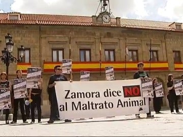 La organización 'Defensa animal' ha pedido en Benavente el indulto al toro enmaromado de este año